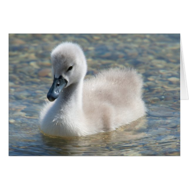 Beautiful Mute Swan Duckling Cards (Front Horizontal)