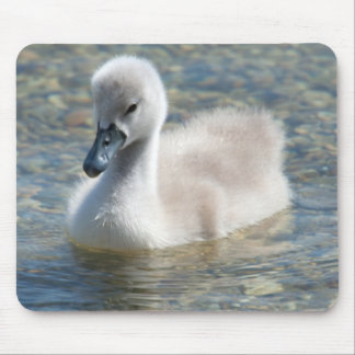 Beautiful Mute Swan Duckling Mouse Pad