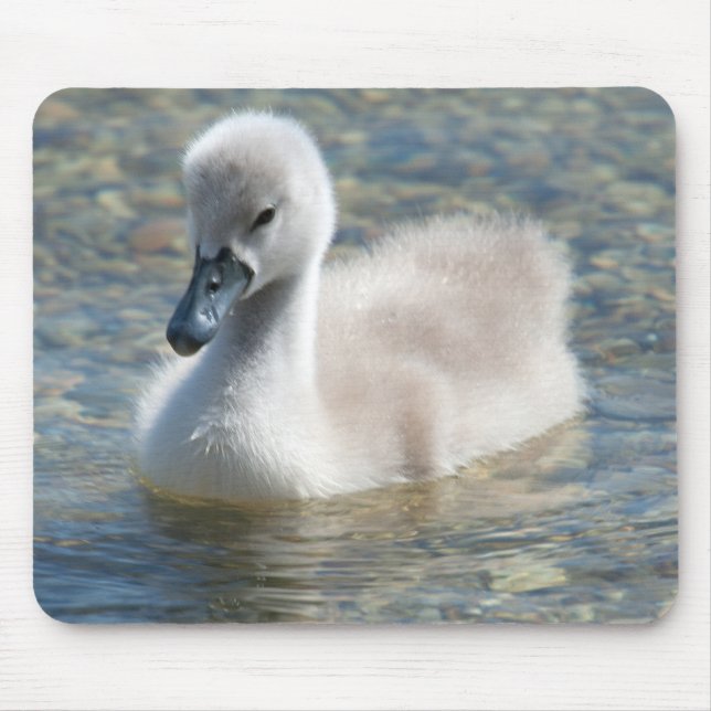 Beautiful Mute Swan Duckling Mouse Pad (Front)