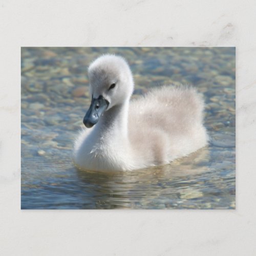 Beautiful Mute Swan Duckling Postcard