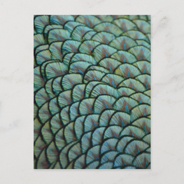 Beautiful Natural Textures - Peacock Feathers Postcard (Front)