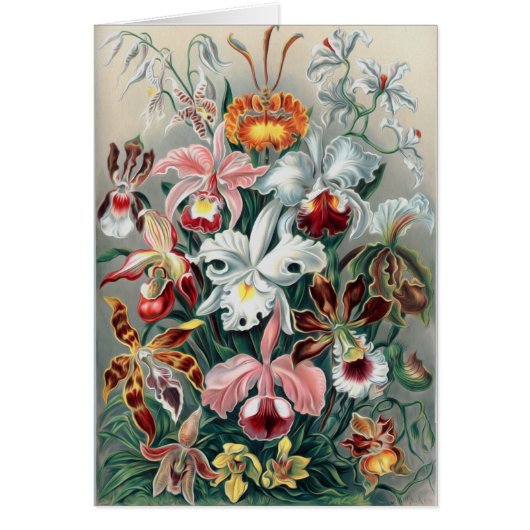 Beautiful Nature - Orchids Cards (Front)