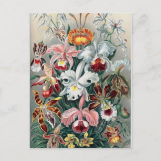 Beautiful Nature - Orchids Postcard