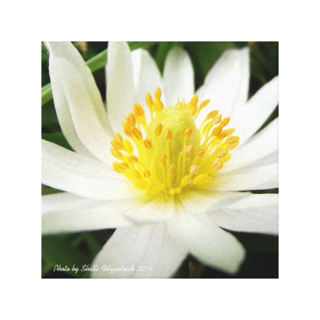 Beautiful Nature Photo of White Wildflower