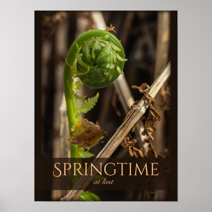 Beautiful nature Young fern rising CC0921 Spring Poster