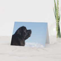 beautiful newfoundland greeting card