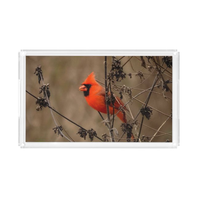 Beautiful Northern Cardinal  Acrylic Tray (Front)