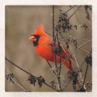 Beautiful Northern Cardinal Glass Coaster