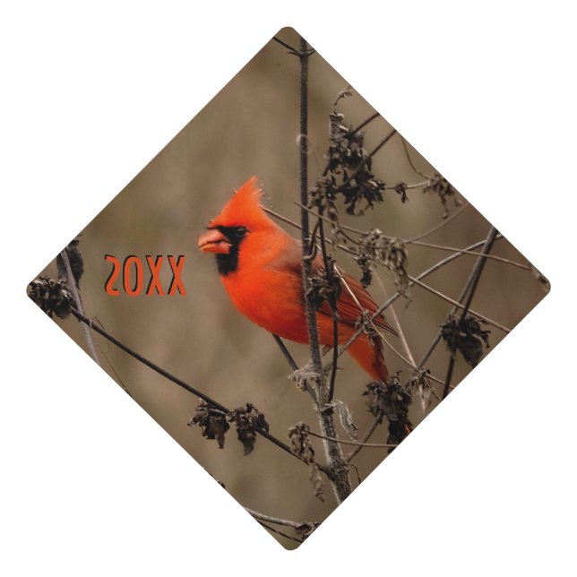 Beautiful Northern Cardinal  Graduation Cap Topper (Front)