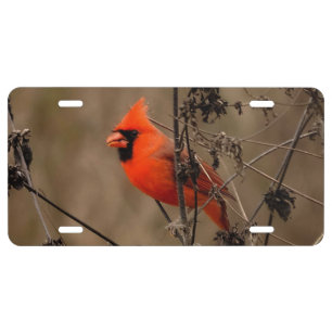 Beautiful Northern Cardinal License Plate