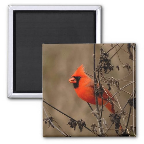Beautiful Northern Cardinal  Magnet