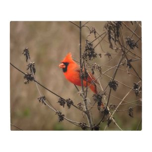 Beautiful Northern Cardinal  Metal Print