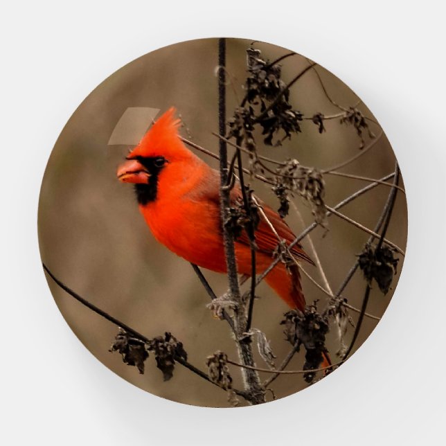 Beautiful Northern Cardinal Paperweight (Front)