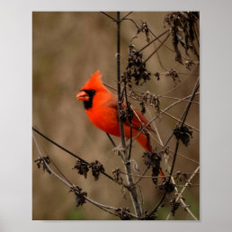 Beautiful Northern Cardinal  Poster