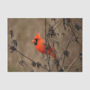 Beautiful Northern Cardinal Tissue Paper