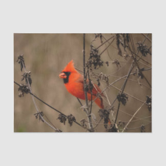 Beautiful Northern Cardinal  Tissue Paper