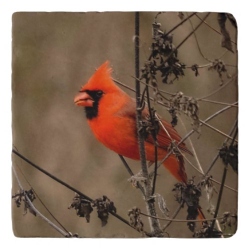 Beautiful Northern Cardinal  Trivet