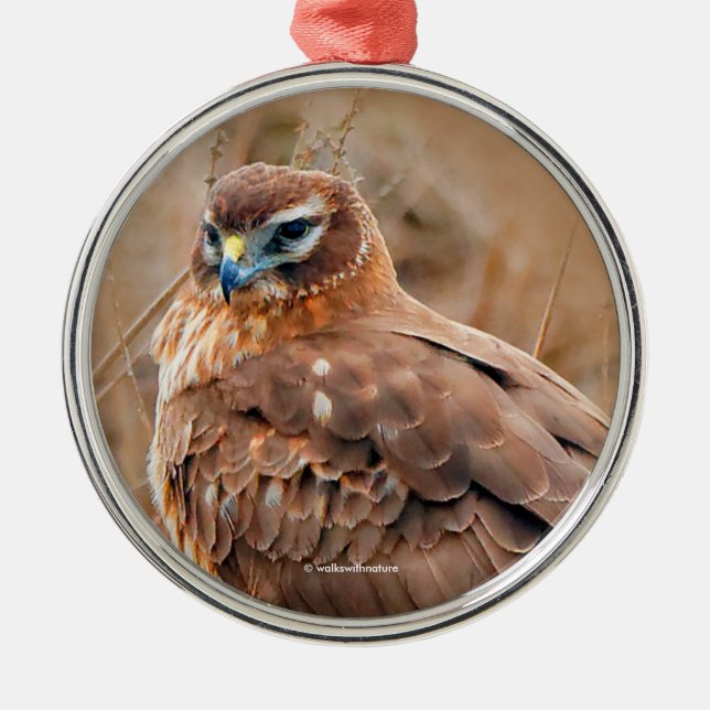 Beautiful Northern Harrier Hawk in Marsh Metal Ornament (Front)