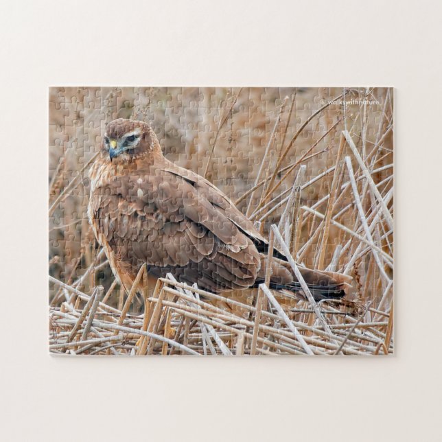 Beautiful Northern Harrier Hawk in the Marshes Jigsaw Puzzle (Horizontal)