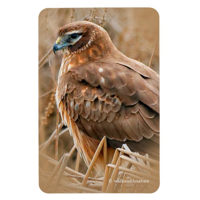 Beautiful Northern Harrier Hawk in the Marshes Magnet (Vertical)