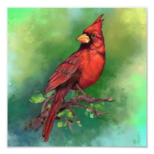 Beautiful Northern Red Cardinal Bird Photo Print (Front)