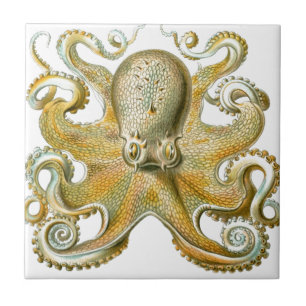 Beautiful octopus picture by Haeckel Ceramic Tile