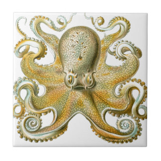 Beautiful octopus picture by Haeckel Ceramic Tile