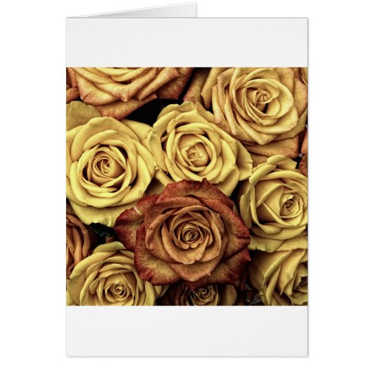 Beautiful Old Roses Cards (Front)