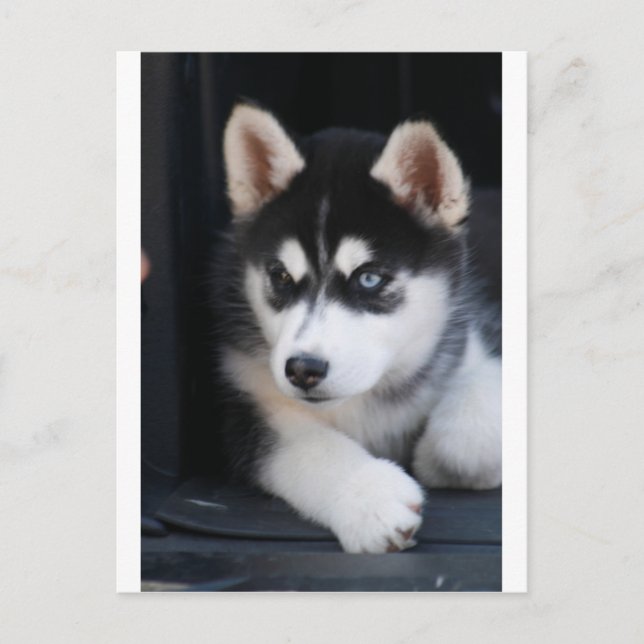 Beautiful One Blue Eye Siberian Husky 2 Postcard (Front)
