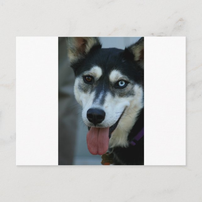 Beautiful One Blue Eye Siberian Husky Postcard (Front)