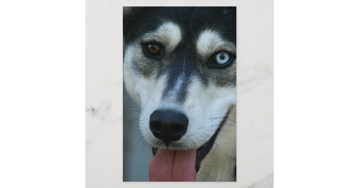 Beautiful One Blue Eye Siberian Husky Stationery Zazzle