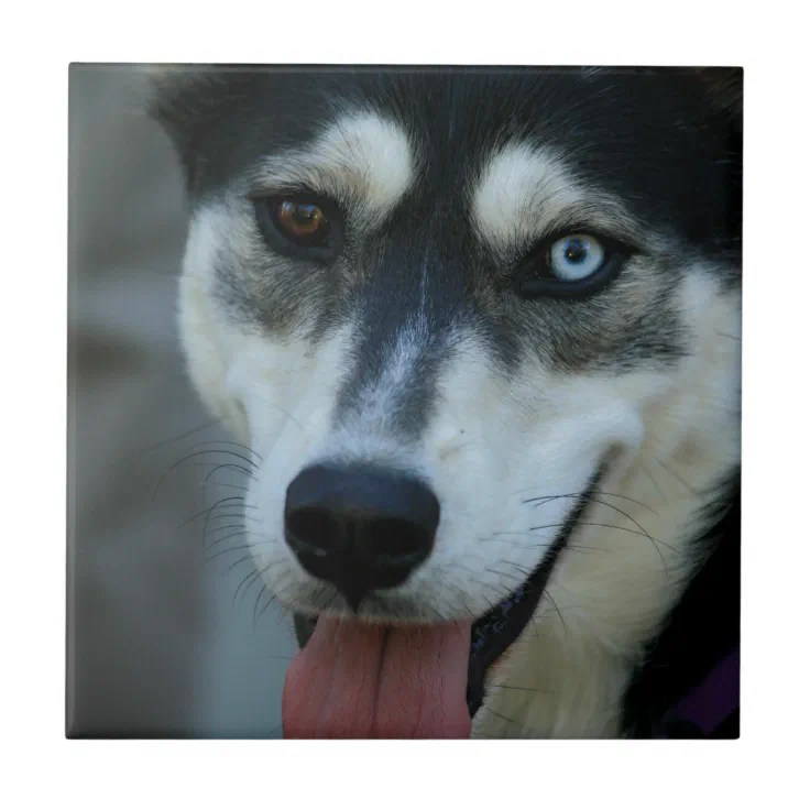 Beautiful One Blue Eye Siberian Husky Tile Zazzle