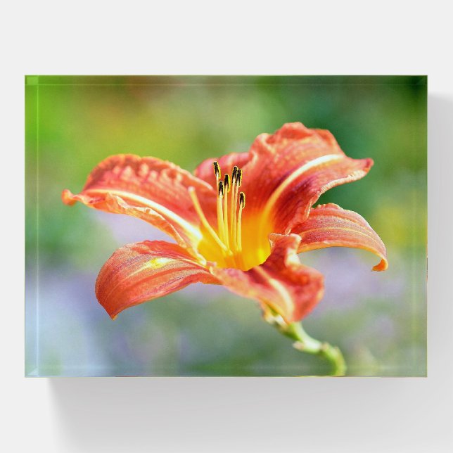 Beautiful Orange and Yellow Day Lily Flower Paperweight (Front)