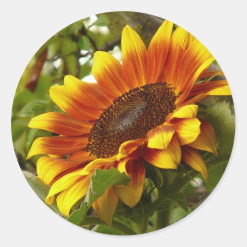 Beautiful Orange and Yellow Sunflower Sticker