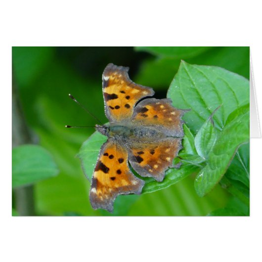 Beautiful orange butterfly cards (Front Horizontal)