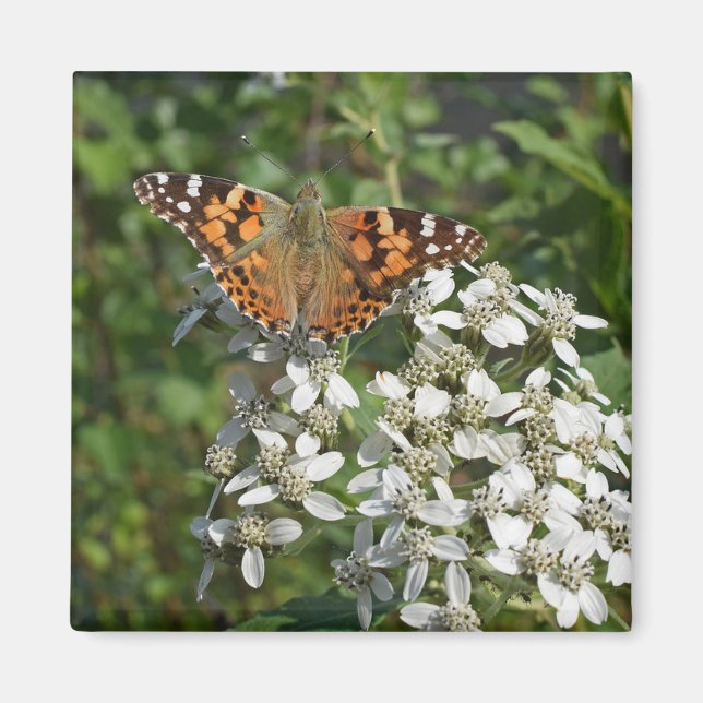 Beautiful Orange Butterfly & White Flowers Magnet (Front)