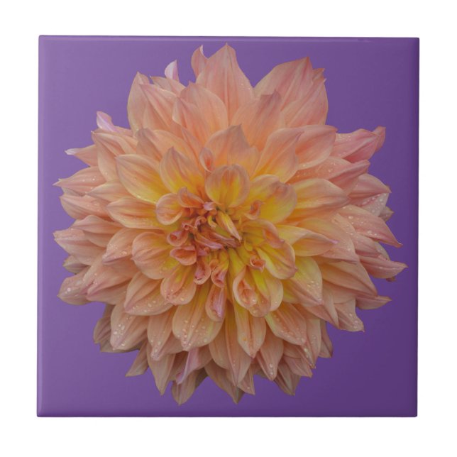 Beautiful orange dahlia ceramic tile (Front)