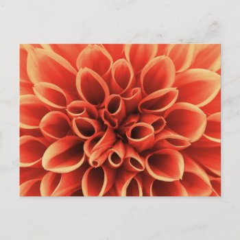 Beautiful Orange Dahlia Flower Postcard by biutiful at Zazzle