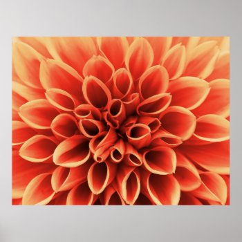 Beautiful Orange Dahlia Flower Poster by biutiful at Zazzle