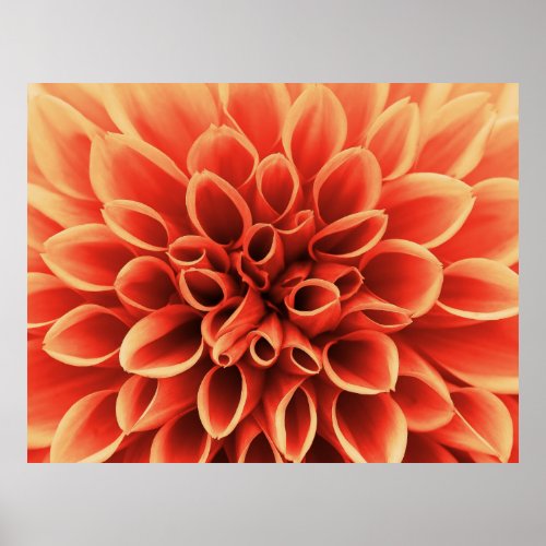 Beautiful Orange Dahlia Flower Poster