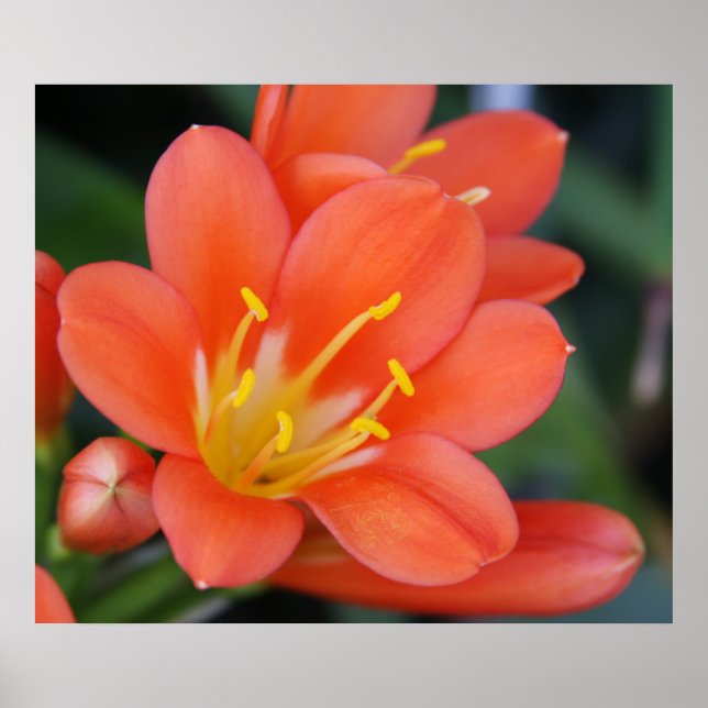 Beautiful Orange Flower Photo Poster (Front)
