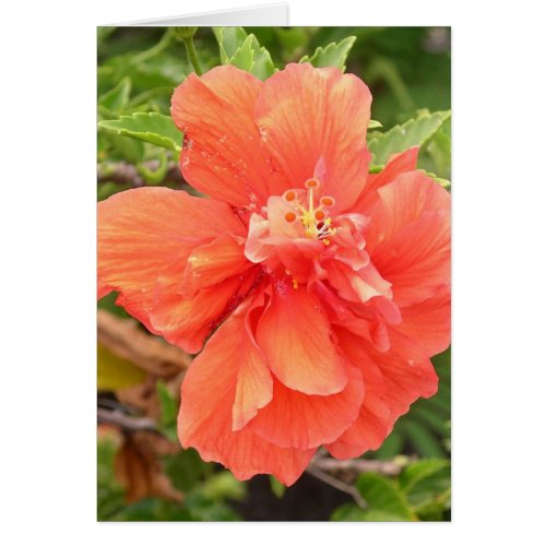 Beautiful Orange Hibiscus Flower