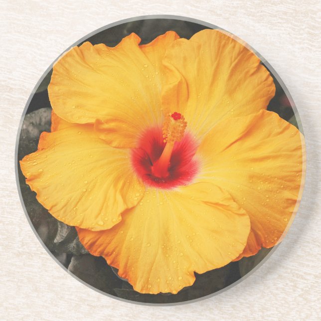 Beautiful orange hibiscus flower drink coaster (Front)
