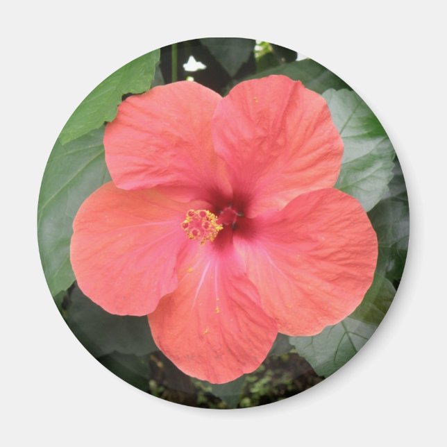 Beautiful Orange Hibiscus Flower Magnet (Front)