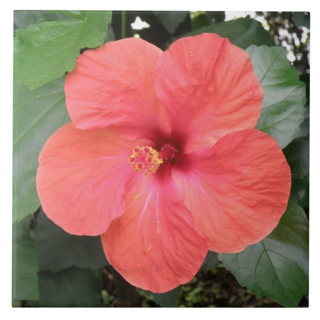 Beautiful Orange Hibiscus Flower Tile (Front)