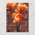 Beautiful orange irises postcard