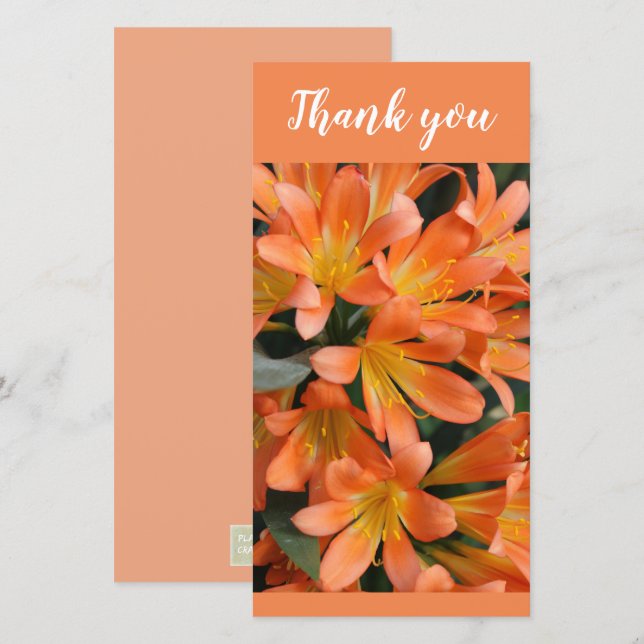 Beautiful Orange Kaffir Lily Flowers Thank You Card (Front/Back)