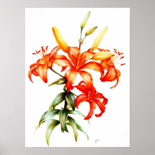 Beautiful orange lilies pencil and watercolor art poster