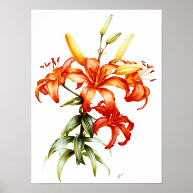 Beautiful orange lilies pencil and watercolor art poster (Front)