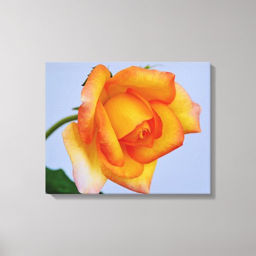 Beautiful Orange Rose Canvas Art Print